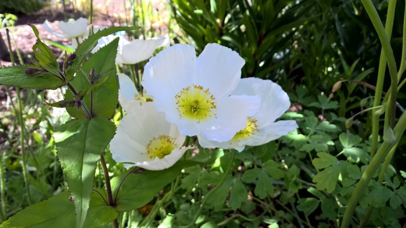 whiteflowers01